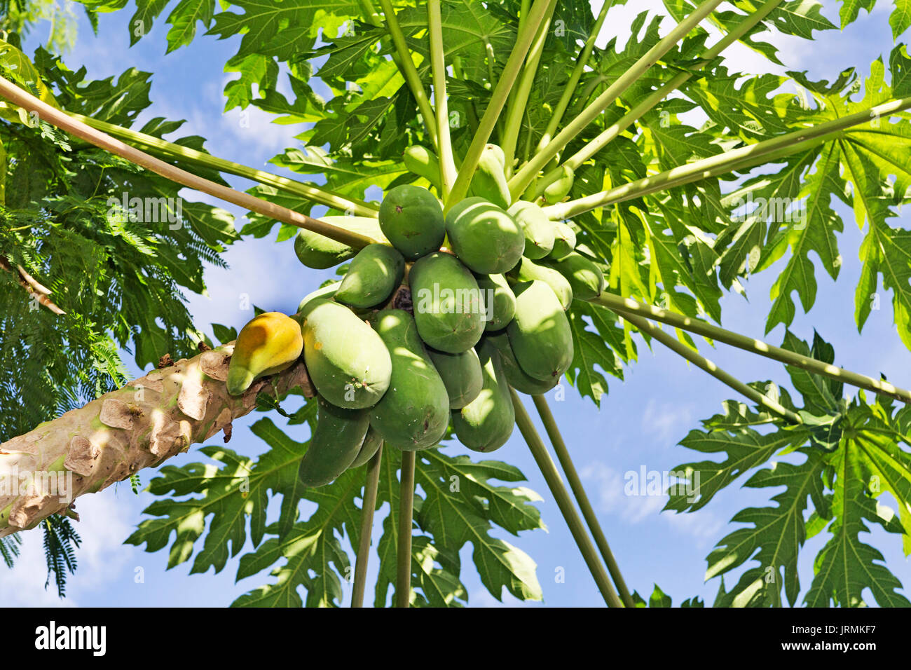 Arbol saludable fotografías e imágenes de alta resolución Alamy