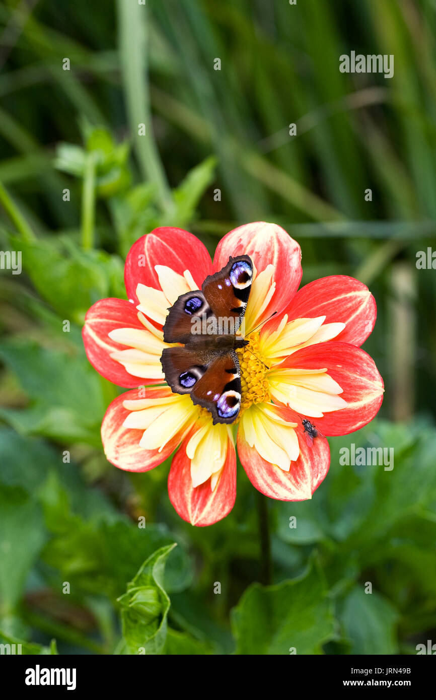 Mariposas moradas volando fotografías e imágenes de alta resolución Alamy