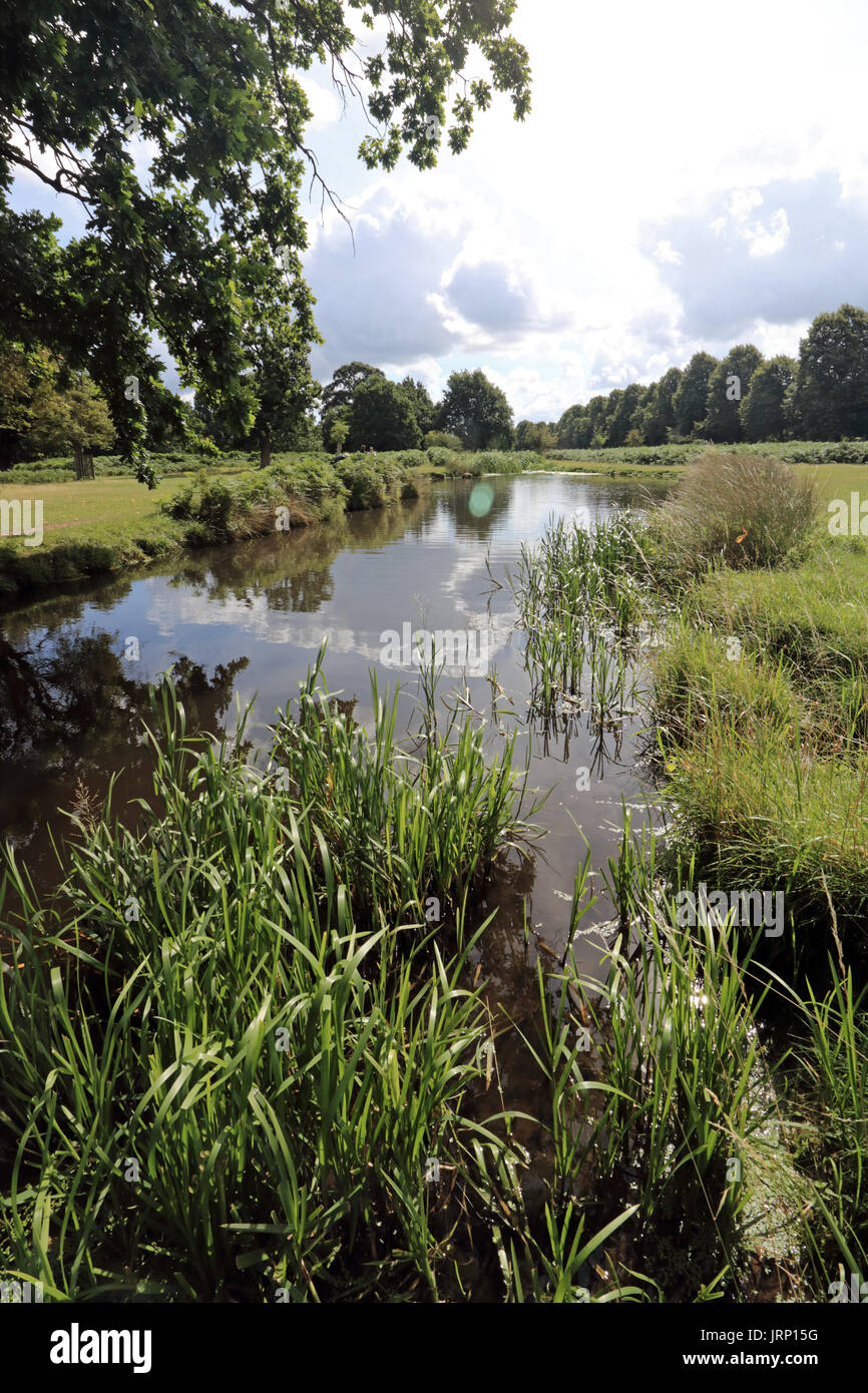 SW Bushy Park, Londres, Reino Unido. 6 de agosto de 2017. Reflexiones en el hermoso río de Longford en un agradable día en Bushy Park South West London UK. Crédito: Julia Gavin UK/Alamy Live News Foto de stock