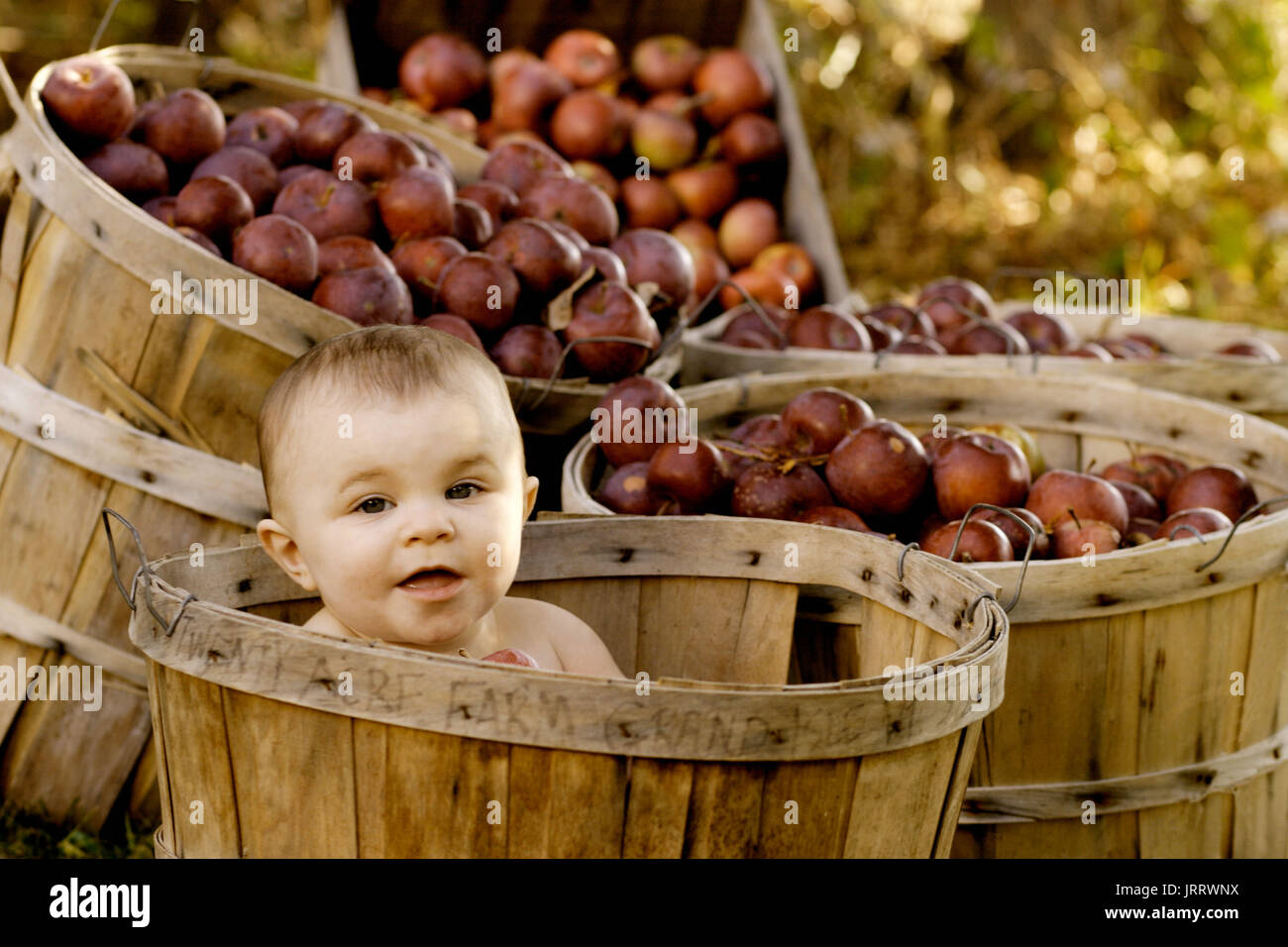 Baby Girl en una cesta de manzanas en el 27 acres de granja en Grand Isle, Vermont. Foto de stock