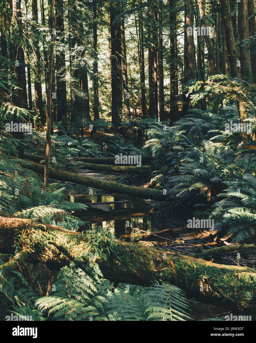 Los hermosos bosques de secoyas en el Otways bañarse en la impresionante luz cálida tarde con helechos y un arroyo. Foto de stock