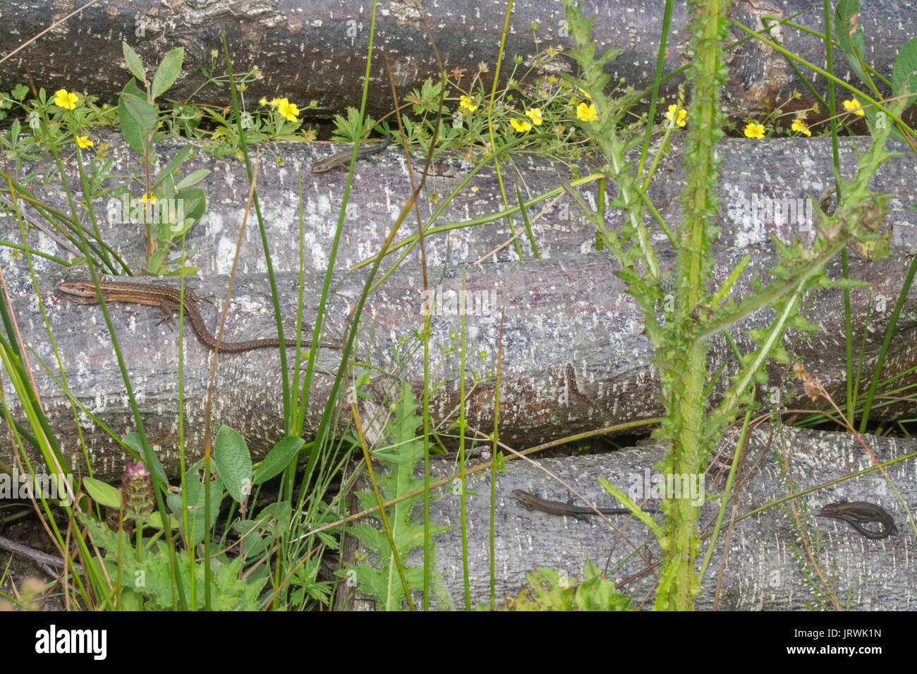 Adultos y Juveniles lagartijas comunes, también llamado lagartos ovíparos (Zootoca vivipara) regodearse en un montón de registro Foto de stock