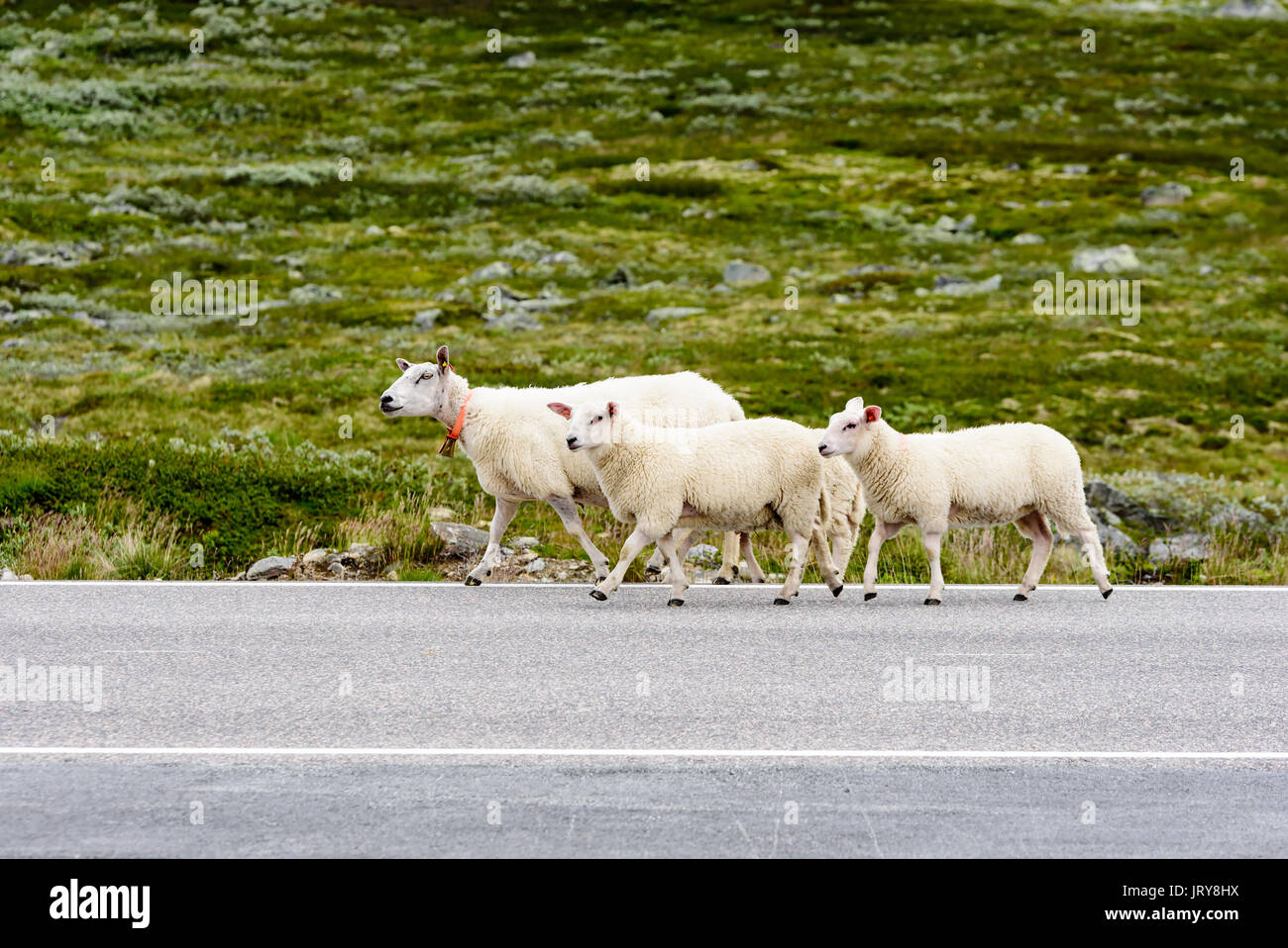 Roaming gratuito ovejas caminando en el país por carretera en Highland paisaje. Foto de stock