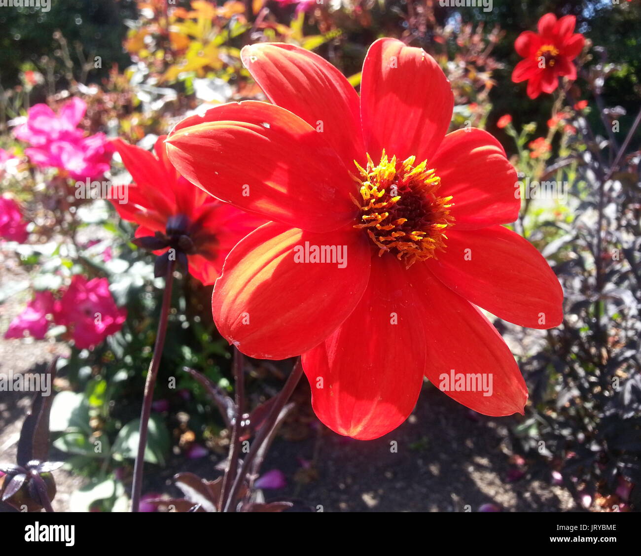 Llamativa Flor roja Black Dahlia xhortensis tallo Foto de stock