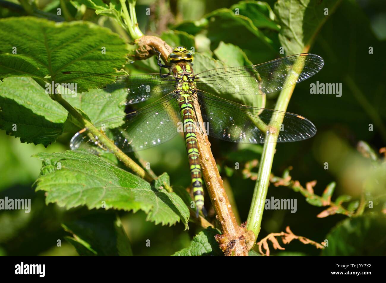 Dragonfly, una mujer del sur de Hawker, descansando Foto de stock