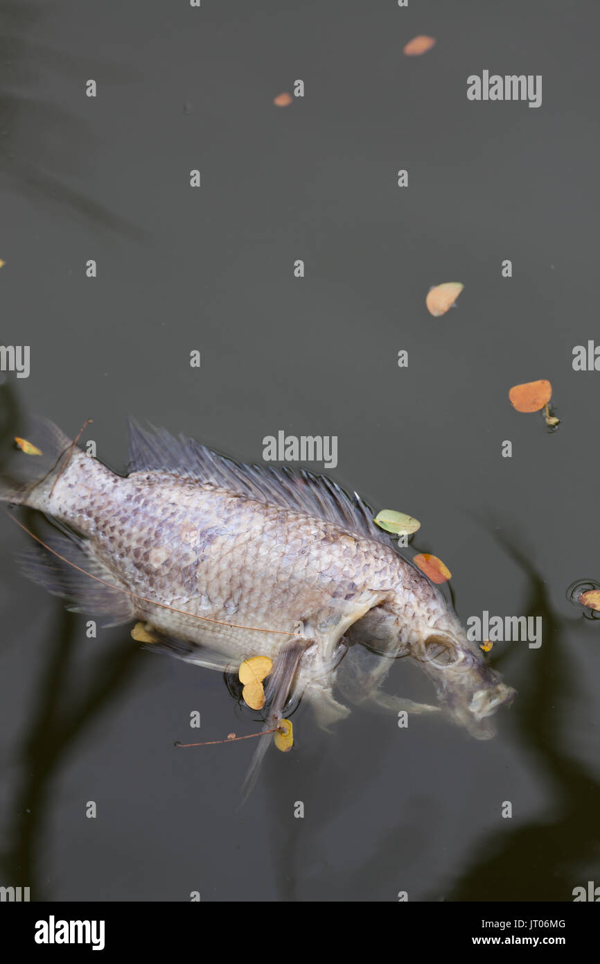 Muertos, peces envenenados se encuentra en la orilla del río.El impacto de las emisiones tóxicas en el medio ambiente acuático. Foto de stock