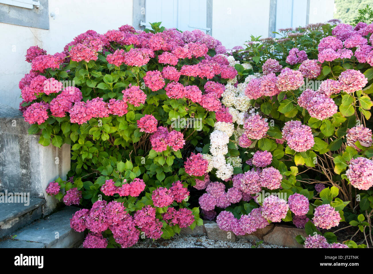 Floración Rosa Hortensia flor. Fotografiado en Saint-Bertrand-de-Comminges, Francia Foto de stock