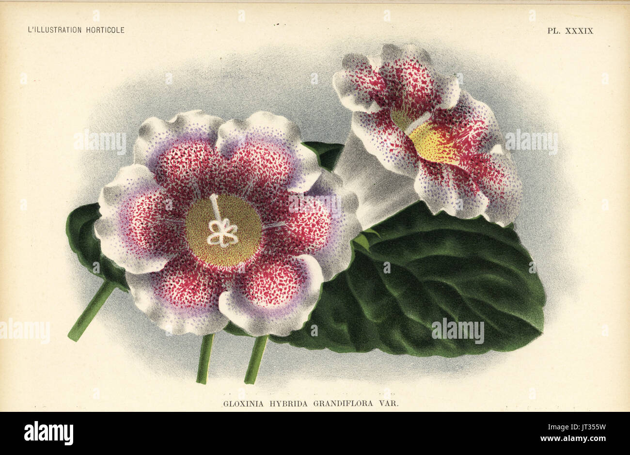 Gloxinia de flores grandes fotografías e imágenes de alta resolución - Alamy
