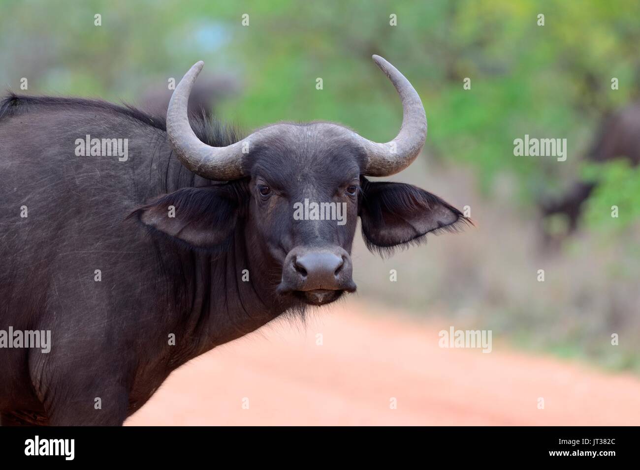 El búfalo africano (Syncerus o Cape búfalo caffer), cruzando una carretera de tierra, el Parque Nacional Kruger, Sudáfrica, África Foto de stock
