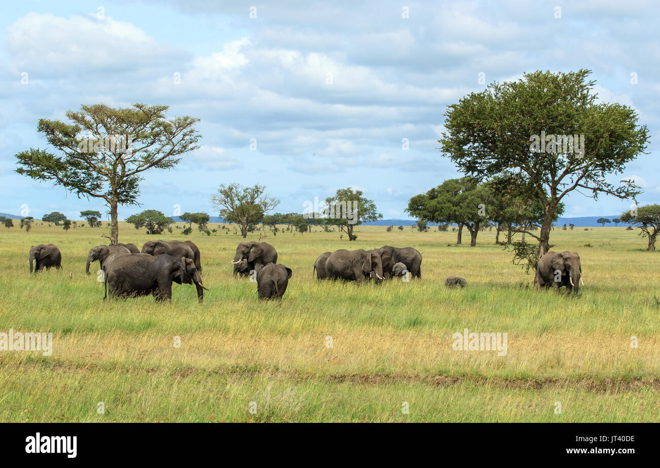 Una manada de elefantes del pastoreo en los pastizales de las llanuras del Serengeti Foto de stock
