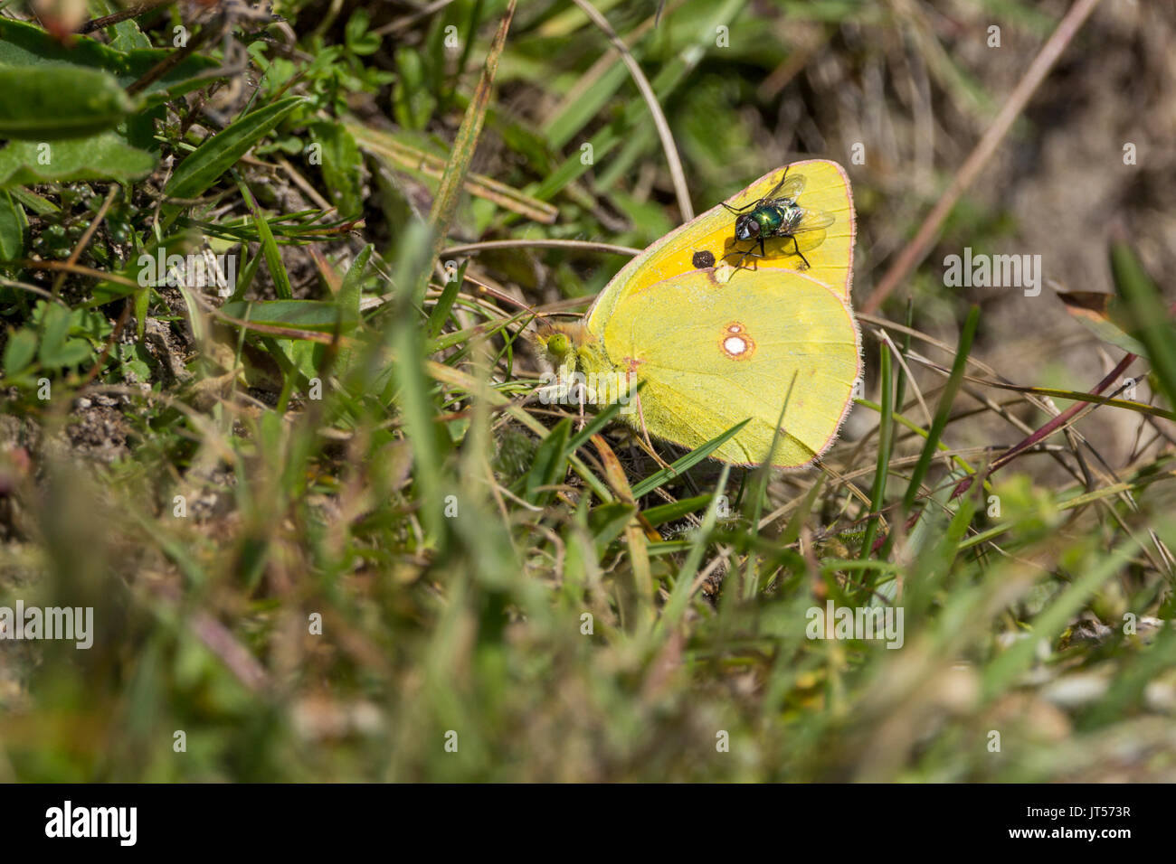 Amarillo o Colias croceus nublado mariposa en formato horizontal con copia espacio en la hierba con una botella verde volar asentado en la punta del ala. Foto de stock