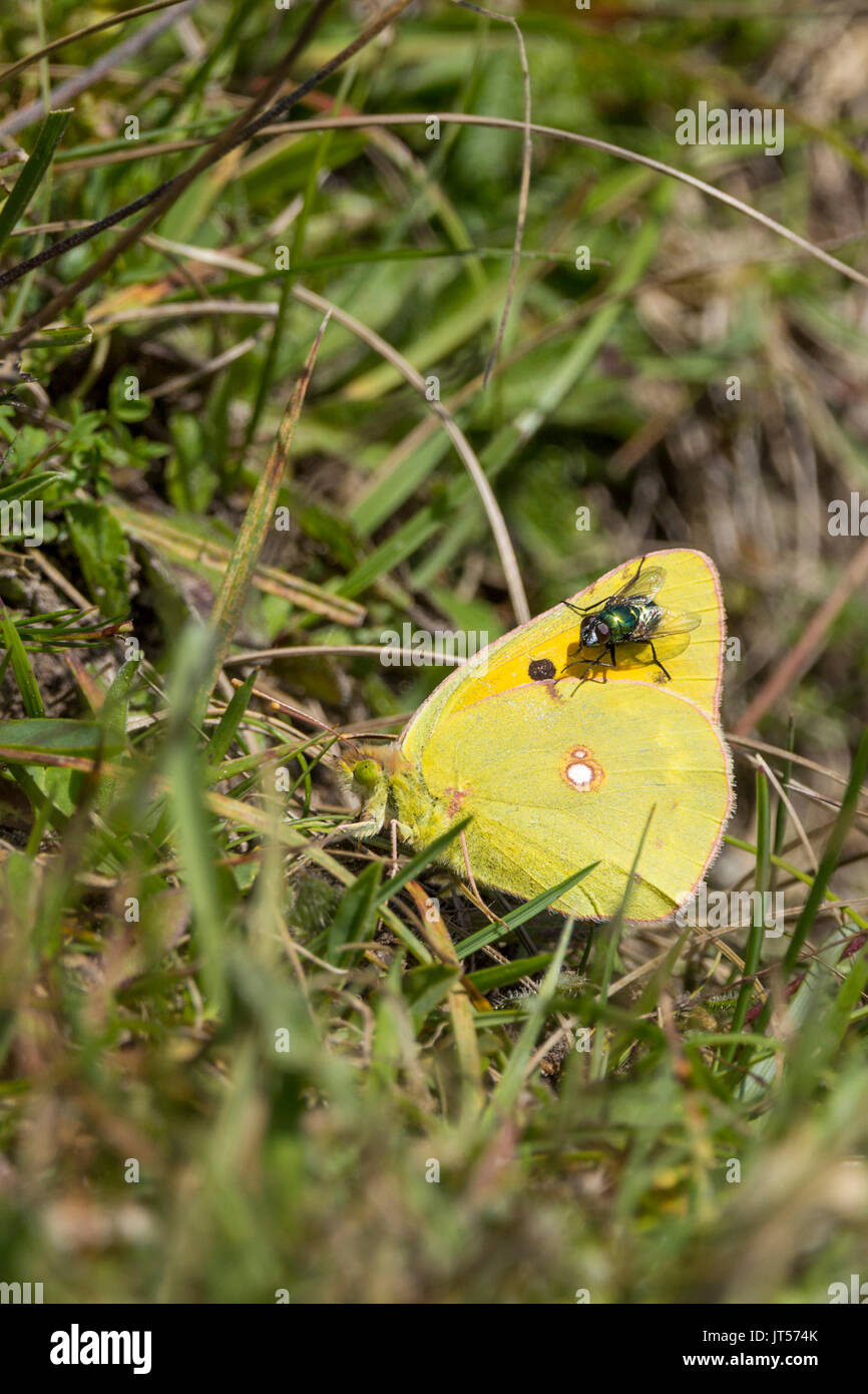 Amarillo o Colias croceus nublado mariposa en formato vertical con copia espacio en la hierba con el verde botella volar asentado sobre el ala. Foto de stock