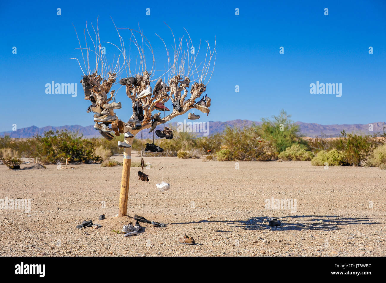 Árbol de zapata en el Desierto de Sonora, Slab City, California Foto de stock