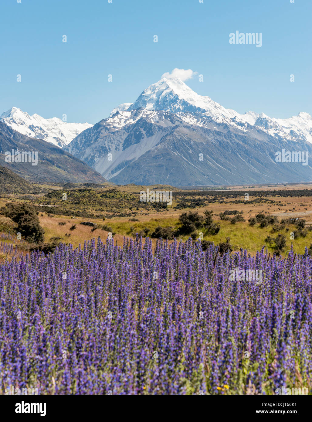 Floración flores púrpuras, el Monte Cook, montañas nevadas, el Parque Nacional de Monte Cook Alpes del Sur, Canterbury, Isla del Sur Foto de stock