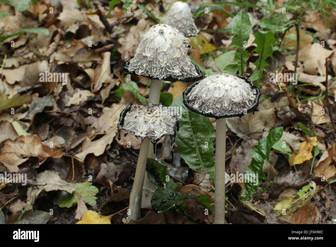 Champiñón Coprinus comatus entre las hojas caídas se convierten en tinta Foto de stock