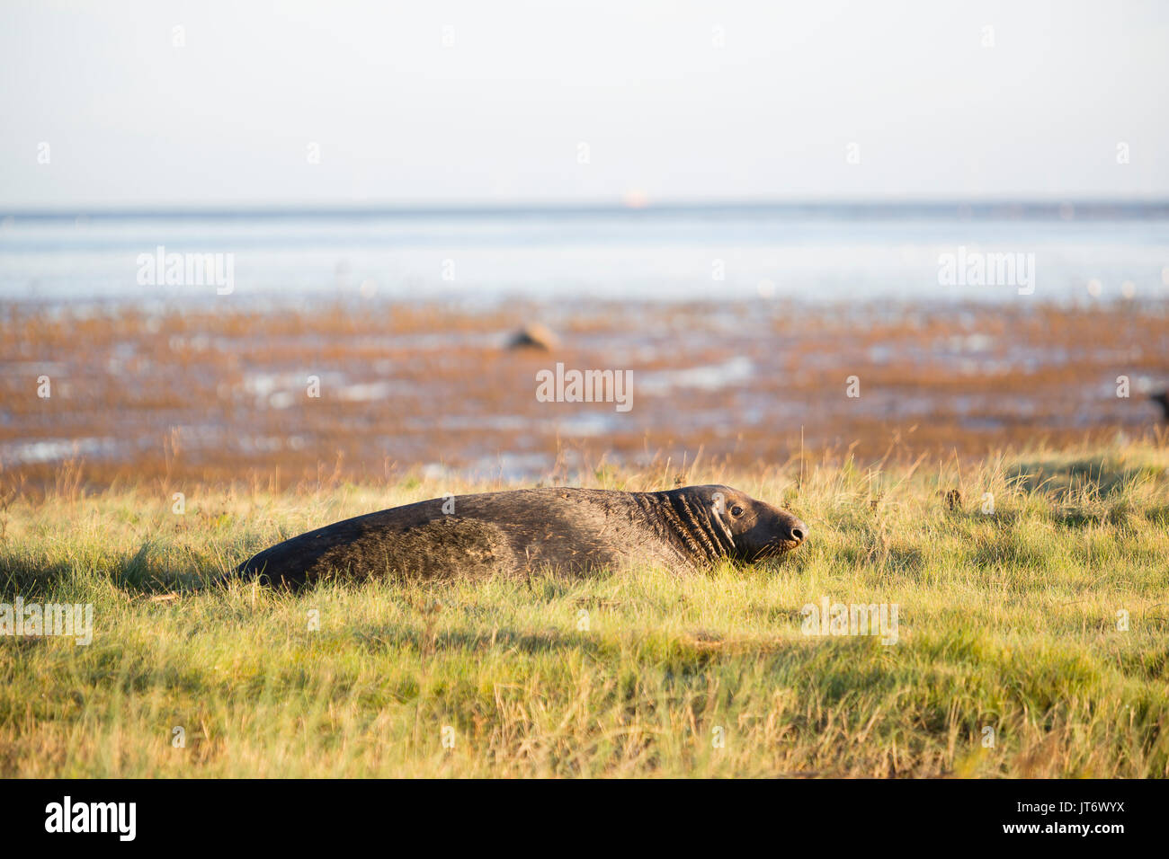 Donna Nook Reserva Natural Nacional, Lincolnshire. Una hembra adulta de