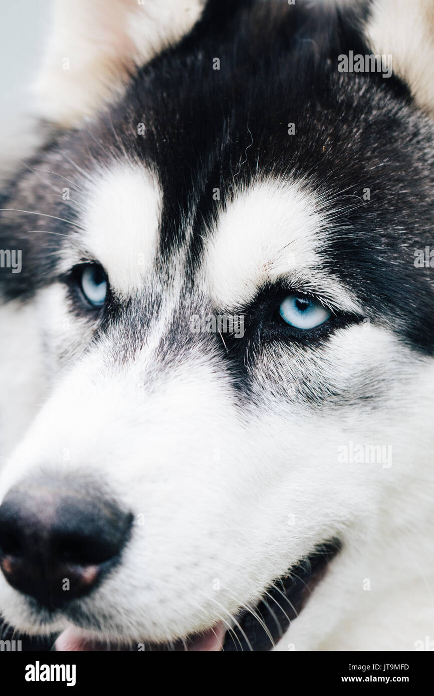 Husky Siberiano Blanco Y Negro Fotos E Imagenes De Stock Alamy