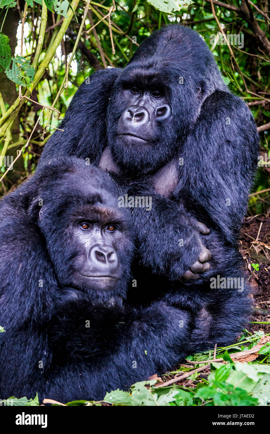 Gorilas de montaña Silverback (Gorilla beringei beringei) en el Parque Nacional de Virunga, UNESCO, República Democrática del Congo Foto de stock