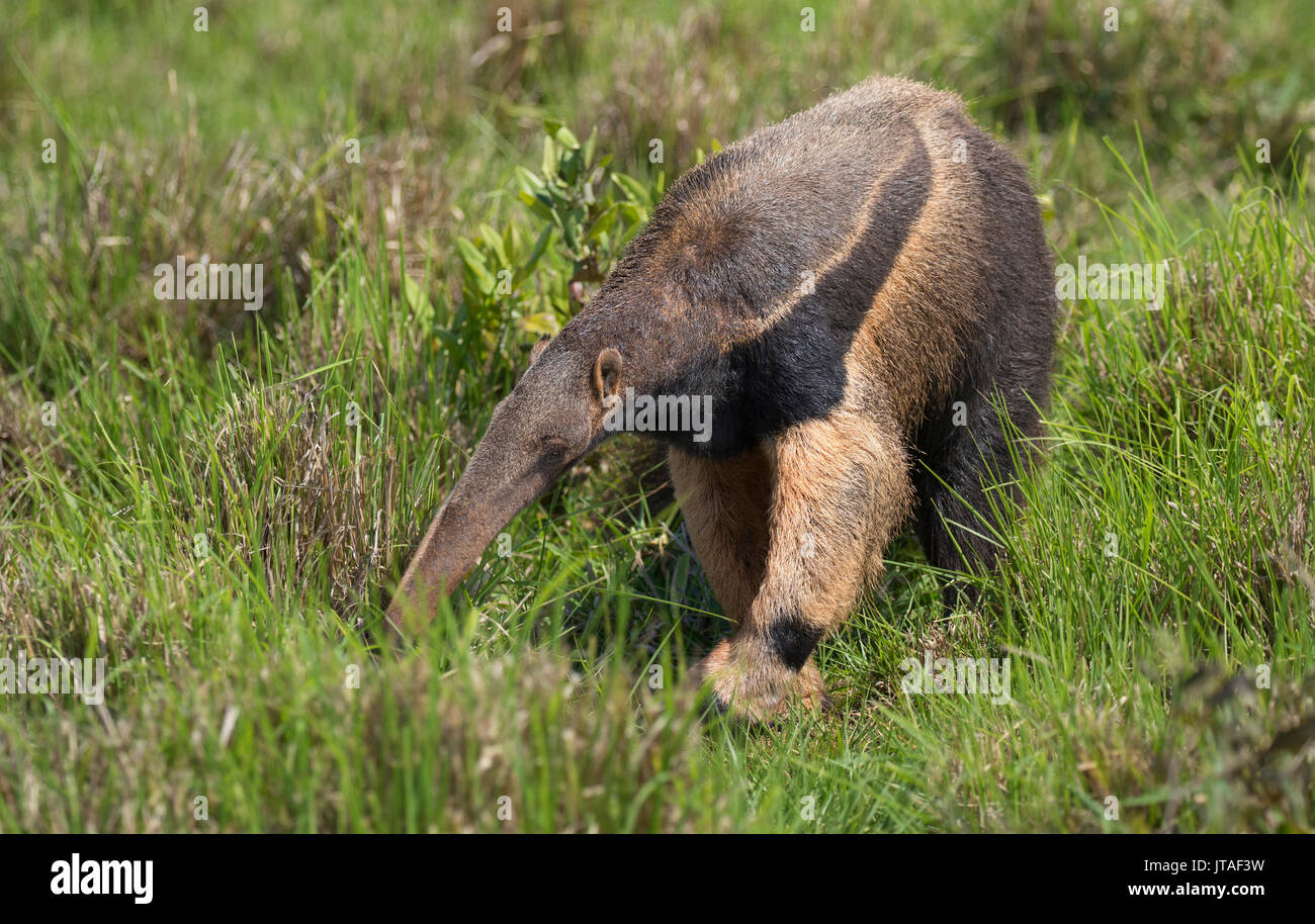 Oso hormiguero gigante (Myrmecophaga tridactyla) Bonito, Mato Grosso do Sul, Brasil Foto de stock