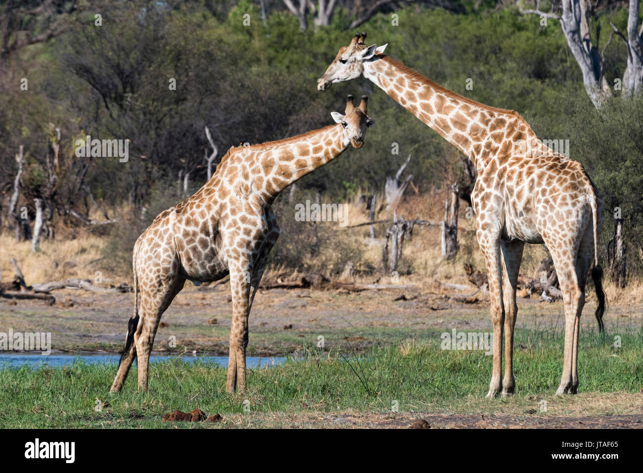 Dos jirafas meridional (Giraffa camelopardalis) en el banco del río Khwai, Botswana, África Foto de stock