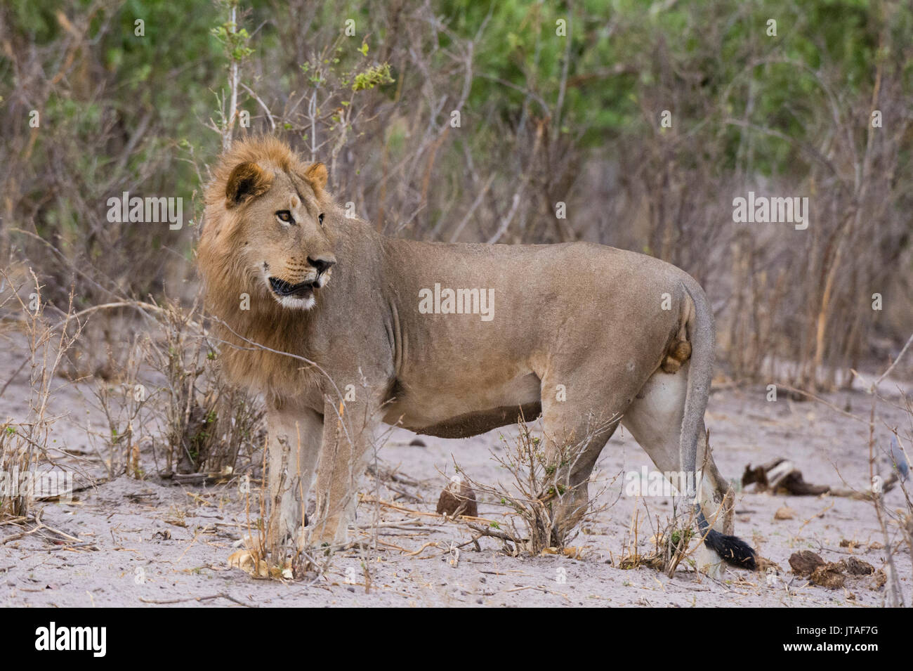 Retrato de un macho de león (Panthera leo), Savuti, el Parque Nacional Chobe, Botswana, África Foto de stock