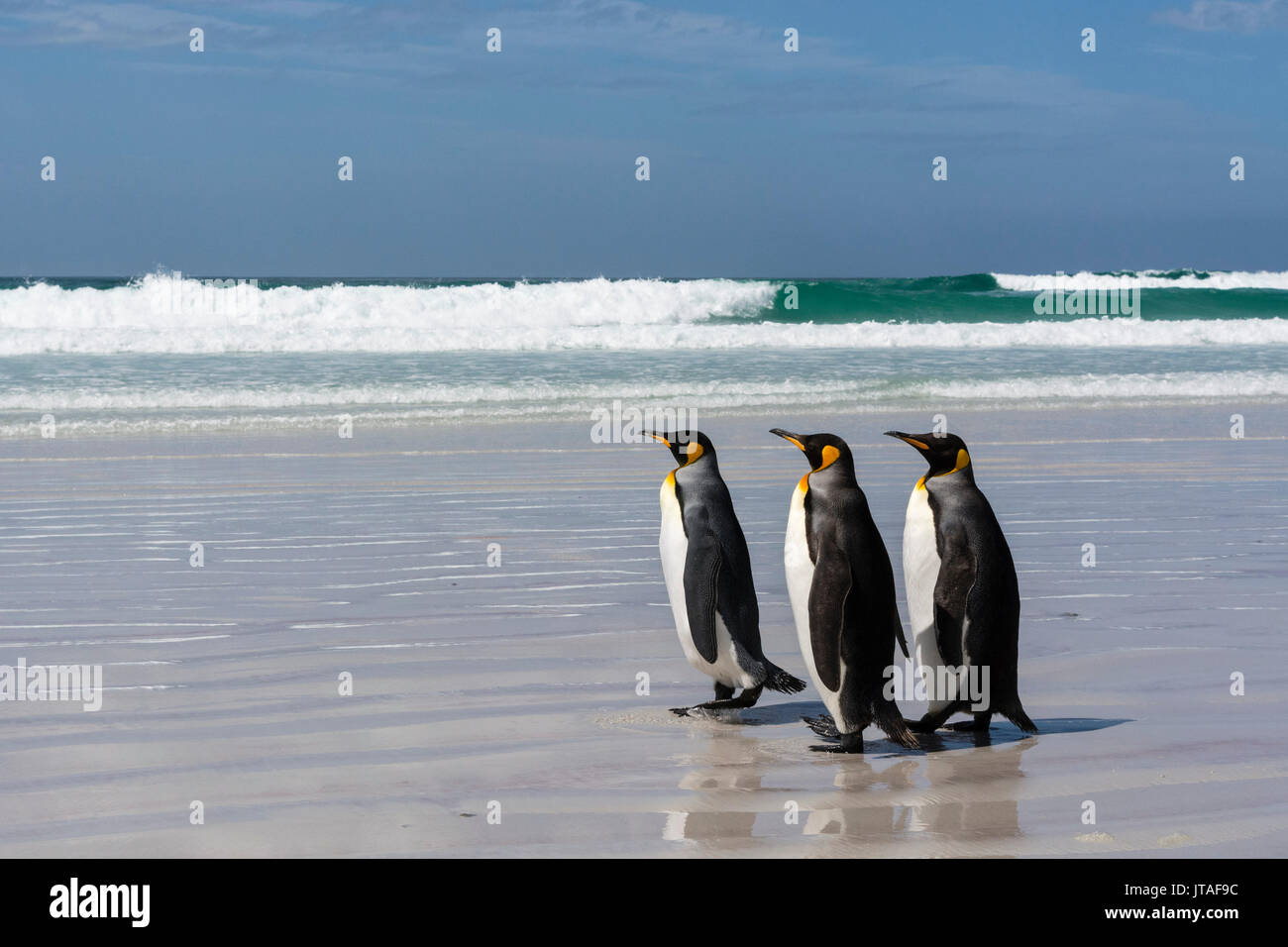 Tres pingüinos rey (Aptenodytes patagonica) caminando sobre voluntariado Point beach, Islas Malvinas, América del Sur Foto de stock