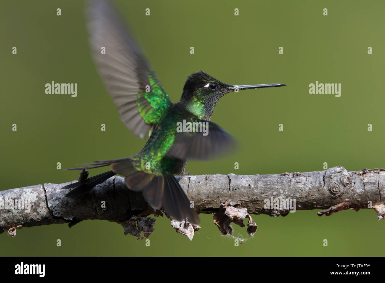 Verde brillante coronado con Hummingbird (Heliodoxa jacula) despegando, Monte Totumas Bosque Nuboso, provincia de Chiriquí, Panamá. Foto de stock