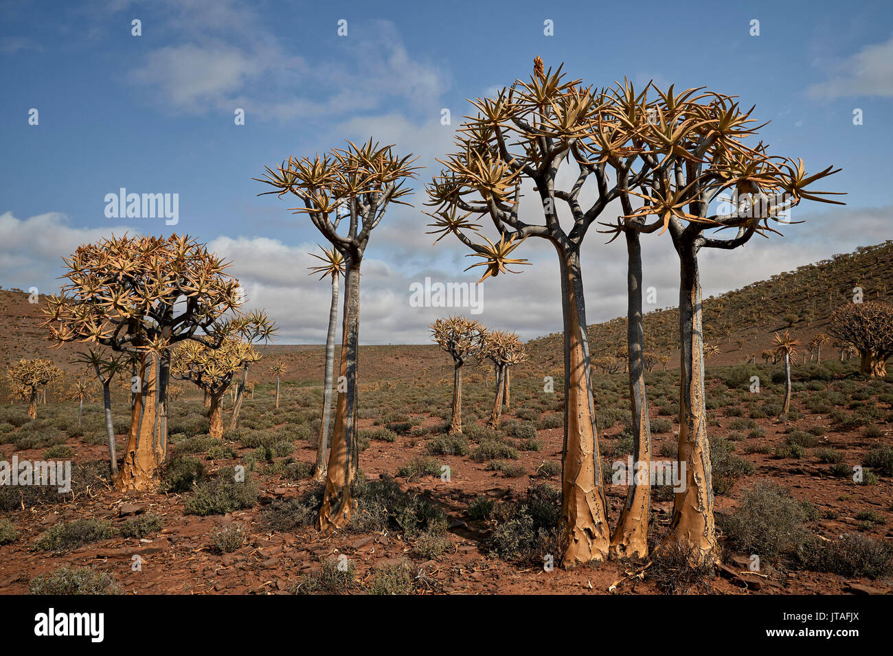 El carcaj Tree (Kocurboom) (Aloe dichotoma), Gannabos, Namakwa, Namaqualand, Sudáfrica, África Foto de stock