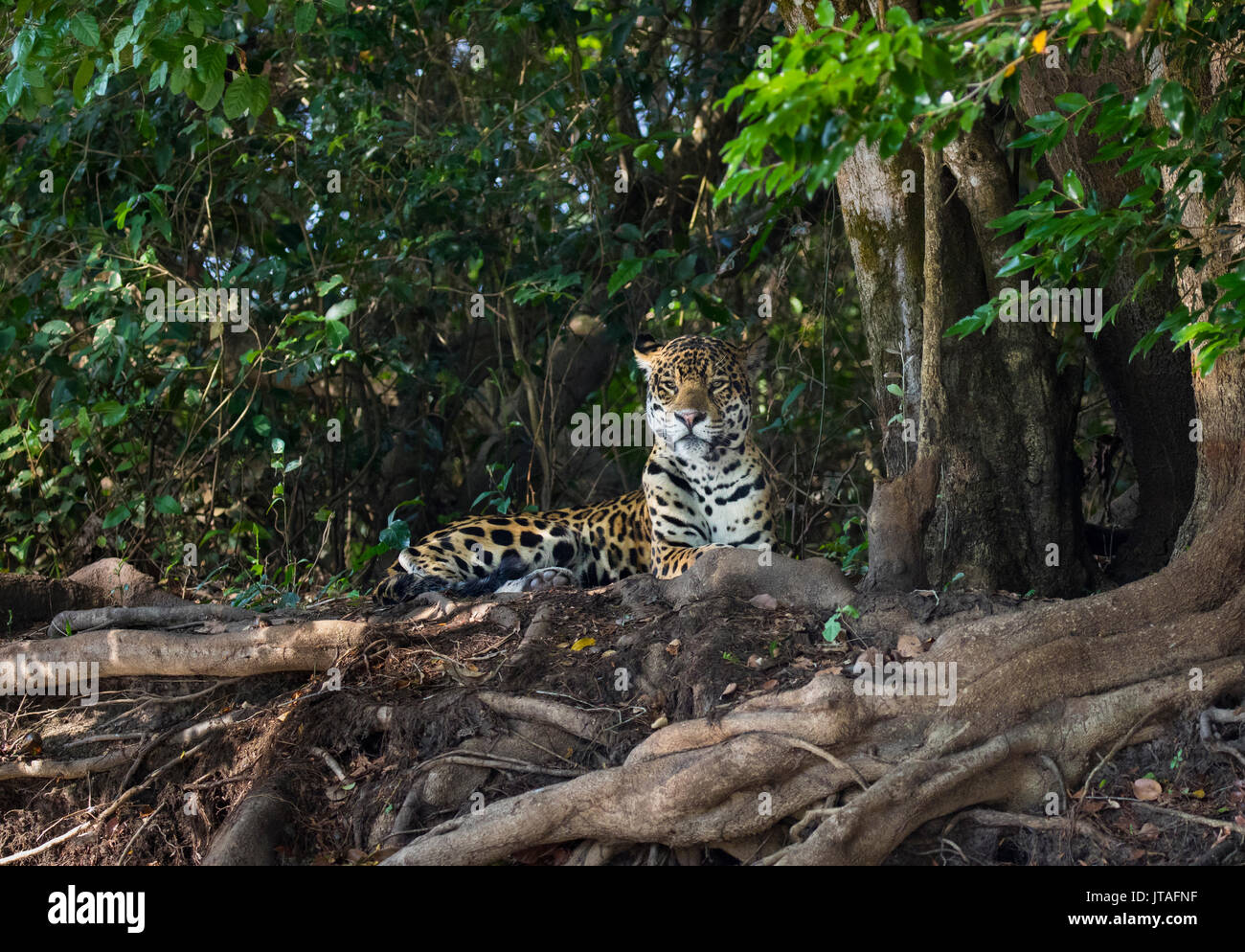 Jaguar (Panthera onca), el Pantanal de Mato Grosso, Mato Grosso do Sul, Brasil. Foto de stock