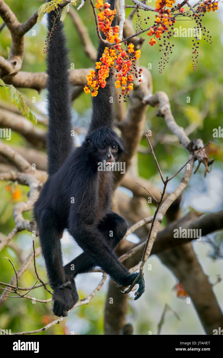 Cabeza negra mono araña (Ateles fusciceps) Parque Nacional SoberanÃ-a, Panamá, América Central. Las especies en peligro de extinción. Foto de stock