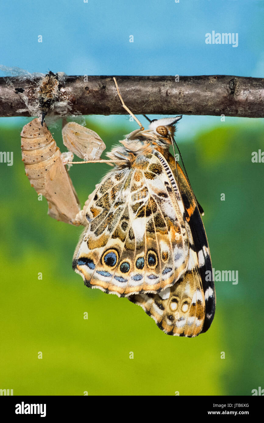 Painted Lady, (Vanessa cardui), Butterfly emerge de la pupa de Londres, Reino Unido (cautivo) Foto de stock