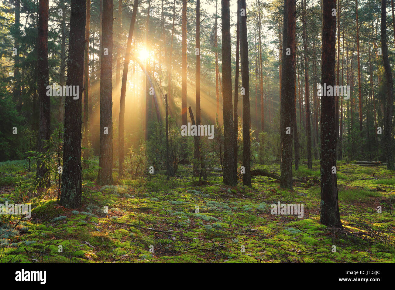 Bosque de otoño en la luz del sol. Por la mañana el sol brilla a través de la niebla en el bosque. Foto de stock