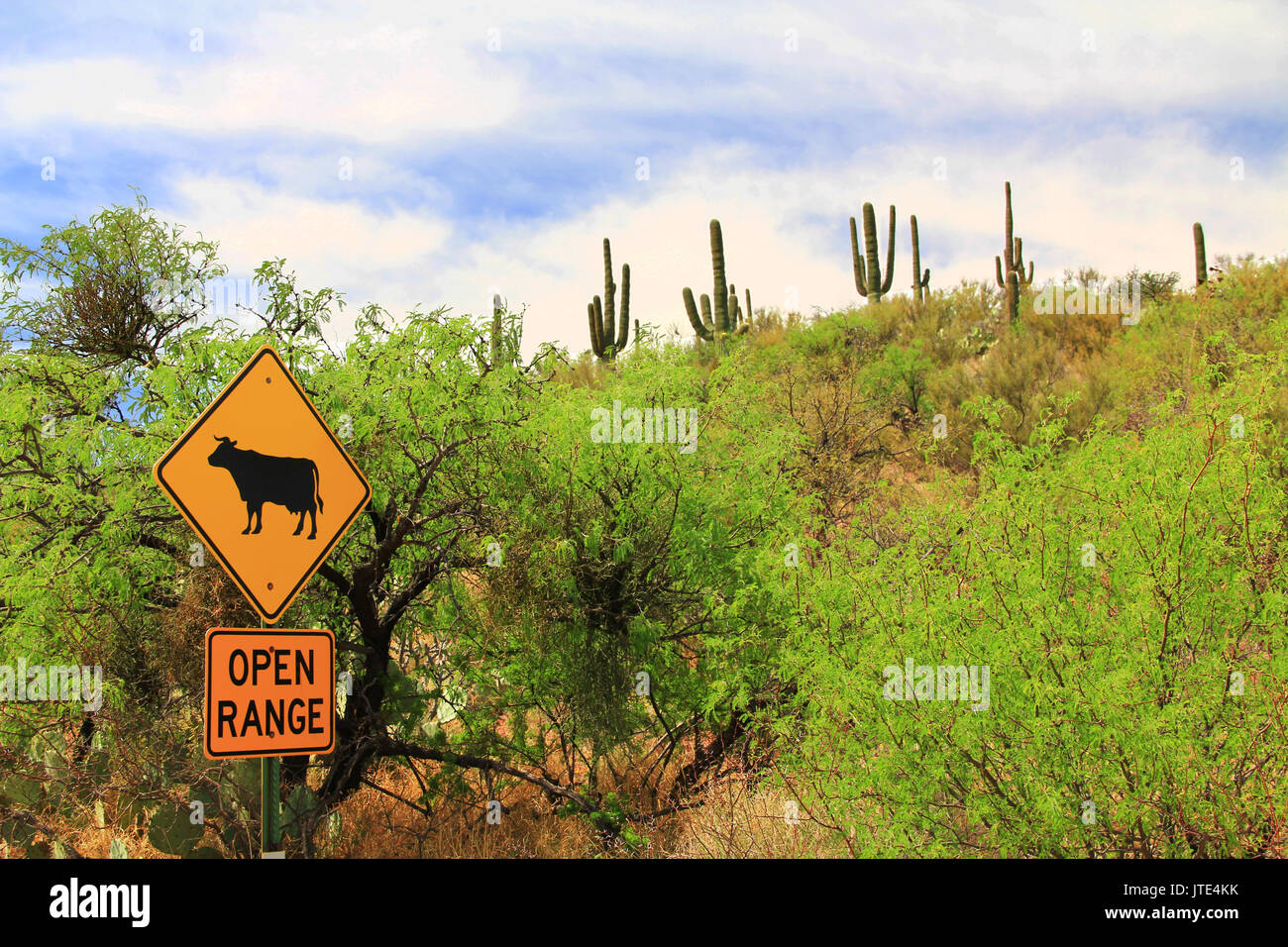 Open Range ganado cruzando la señal de advertencia a lo largo de una carretera en Arizona. Foto de stock