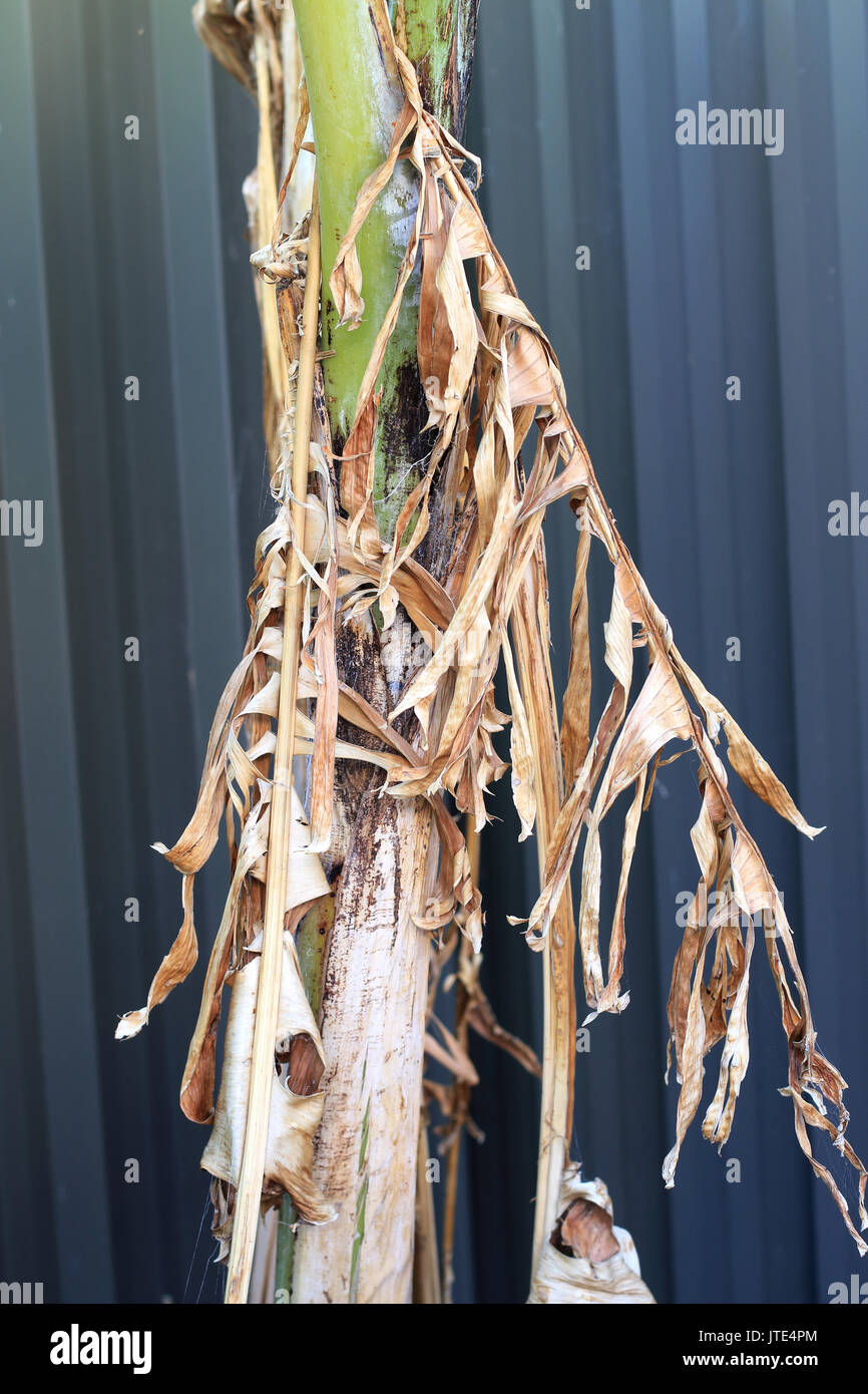 Muertos y hojas secas de plátano en el tronco del árbol de plátano Foto de stock
