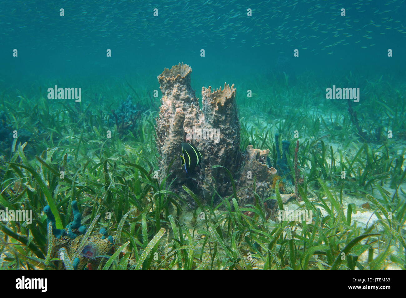 Mar Caribe la vida submarina, un gigante de la esponja Barril con algas marinas en los fondos marinos Foto de stock
