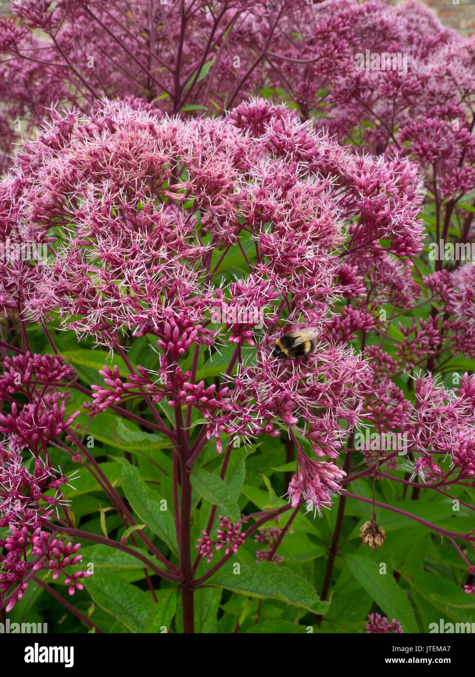 Eupatorium maculatum o Joe Pye maleza en 'gateway' garden border Foto de stock