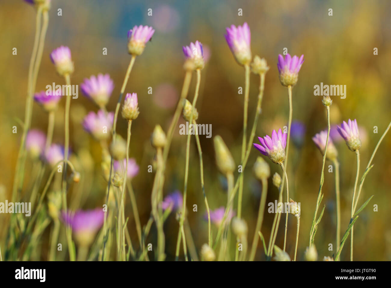 Campo de xeranthemum annuum - especies de plantas con flores, también conocida como anual o IMMORTELLE eterno. Nativo de Asia occidental y Europa oriental Foto de stock