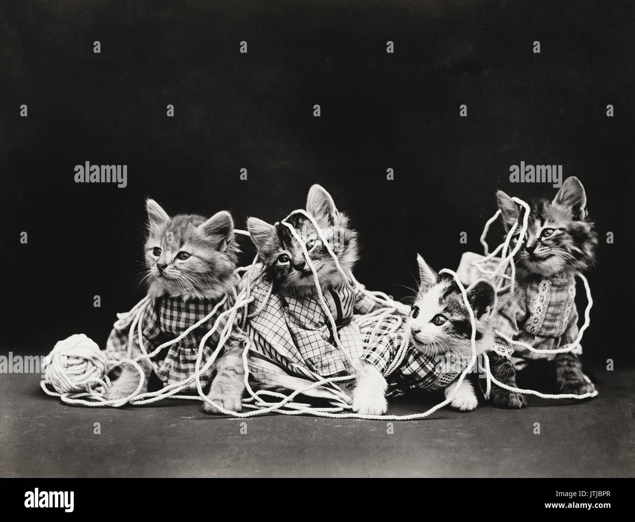 El enredamiento - Vintage Foto de cuatro gatitos vistiendo ropa jugando con una bola de hilo. Foto de stock