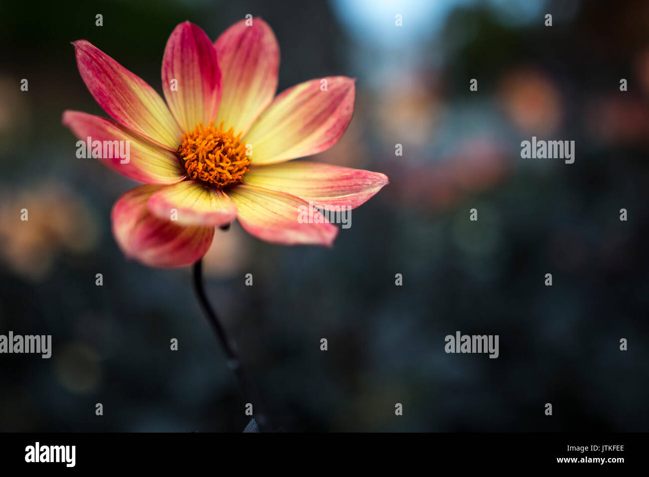 Una foto de flores silvestres de color sunburst tomadas en Vancouver,  British Columbia en otoño. La flor está abierta haciendo hermoso y bien  abierta Fotografía de stock - Alamy