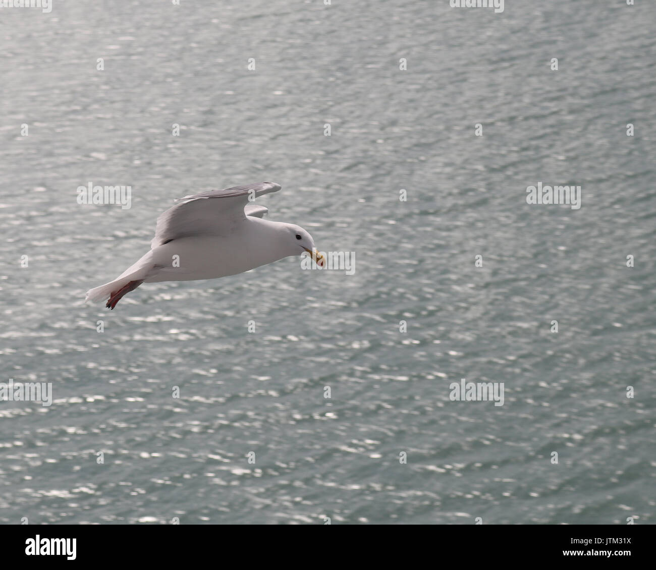 Alas glaucas seagull en Alaska siguiendo a lo largo de crucero en espera para una comida Foto de stock