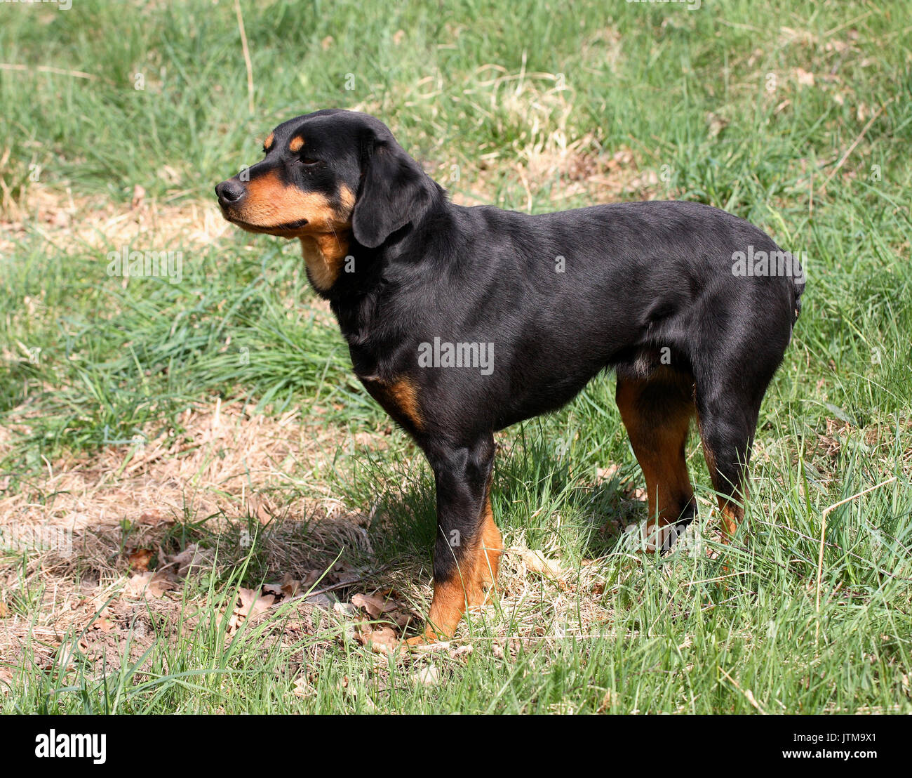 SMALAND Hound Dog de conducción para la caza de liebre y zorro Foto de stock
