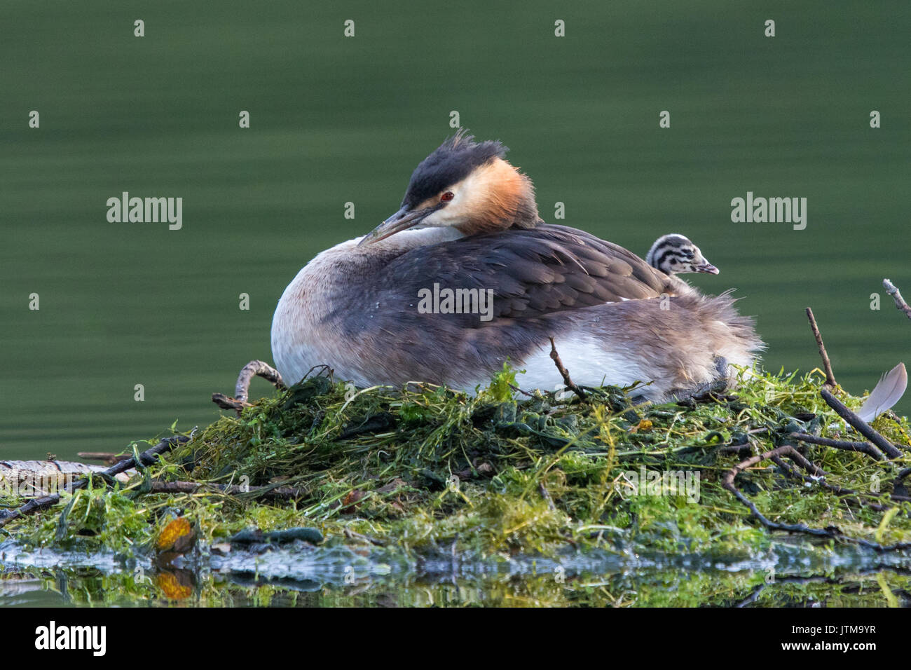 4 días de edad somormujo lavanco (Podiceps cristatus) chick descansando sobre la espalda de su madre mientras ella se incuba el resto de huevos no tramado Foto de stock