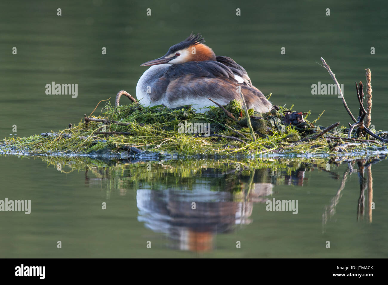 Macho somormujo lavanco (Podiceps cristatus) sentada en su nido flotante Foto de stock
