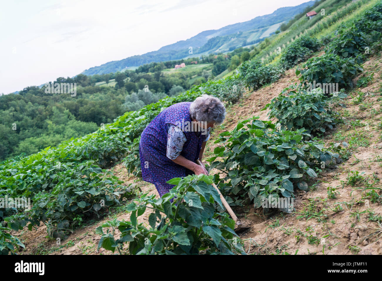 Anciana que trabajan en el campo de fresas, Krapina región peruana, Zagorje County, Croacia Foto de stock