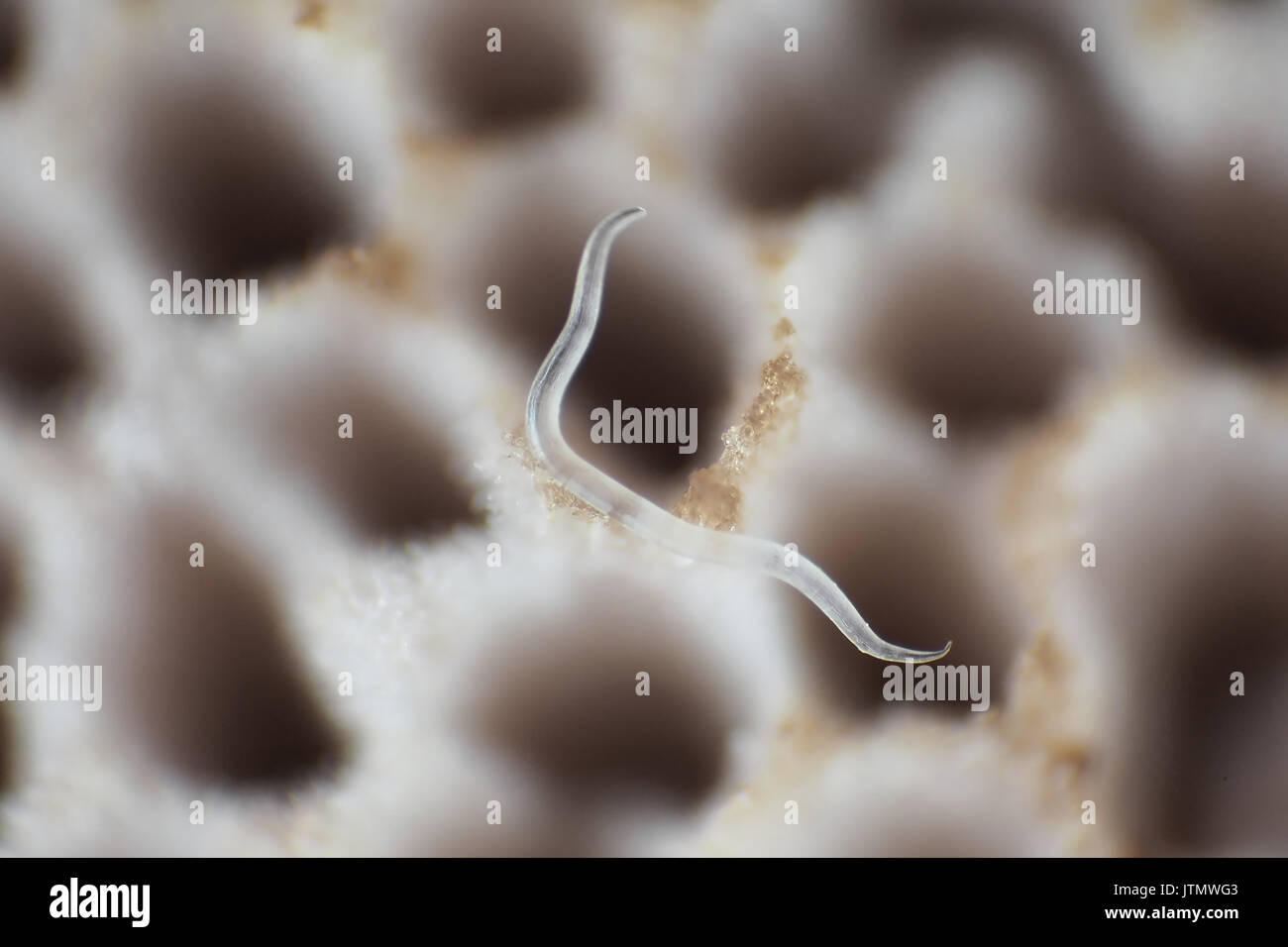 Diminuto nematodo (0,9 mm de longitud) en el hongo polypore poros, micrografía de luz reflejada, 67x de ampliación cuando imprime 10cm de ancho Foto de stock