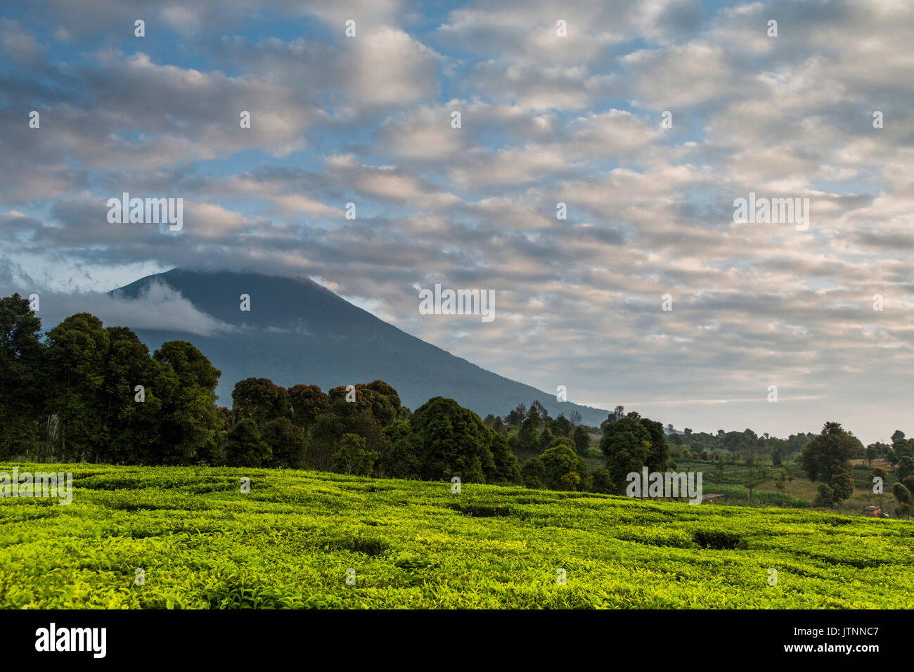 Campos de té, árboles y el volcán bajo un cielo azul de nubes irregulares en el valle Kerinci. Kerinci es una de las regiones más productivas de té en el mundo. Valle Kerinci, Sumatra, Indonesia Foto de stock