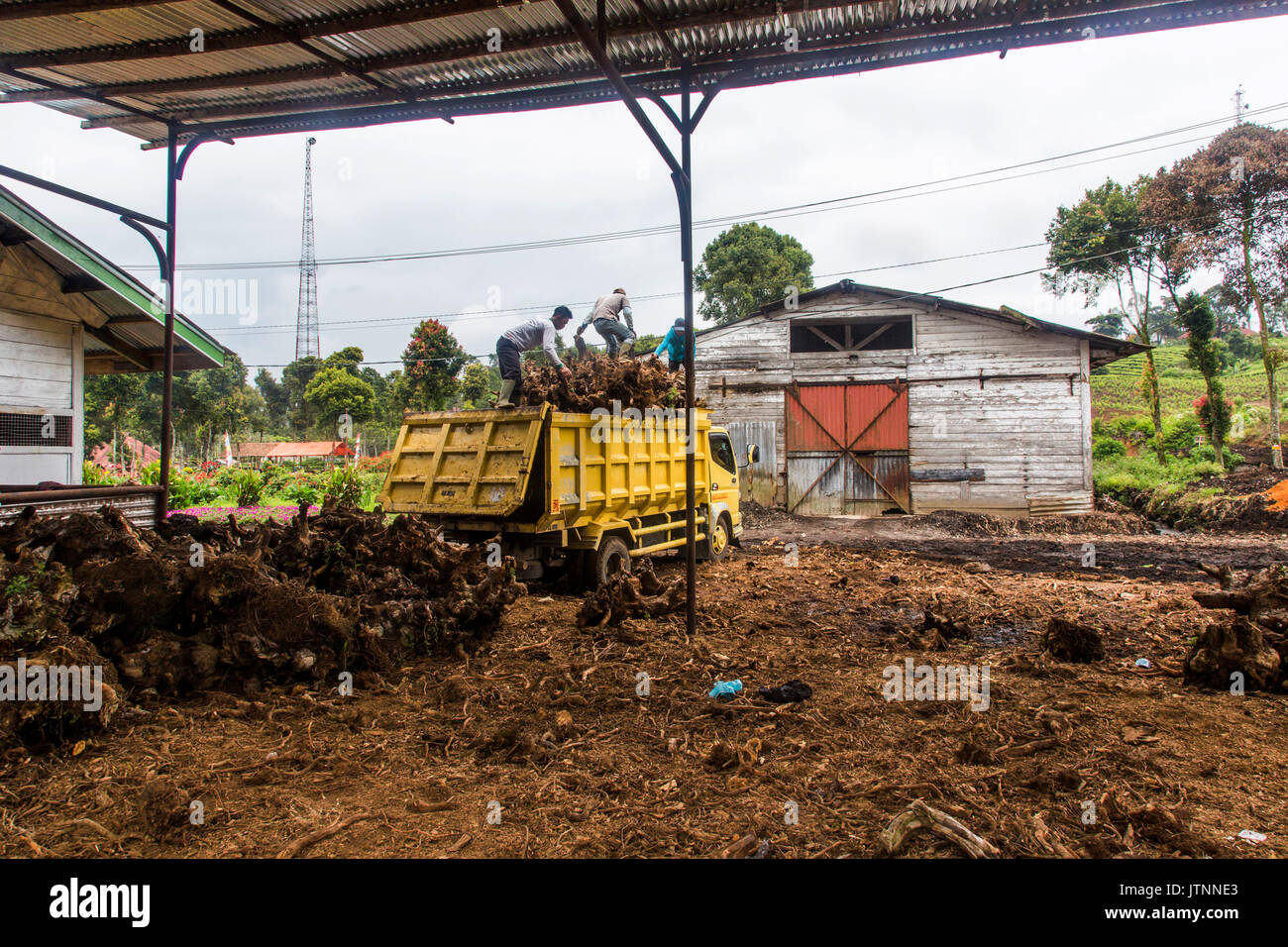 Los trabajadores tiran los viejos tocones de una planta de té de un camión de descarga en una pila debajo de un cobertizo cubierto en el valle de Kerinci, Sumatra, Indonesia. Foto de stock