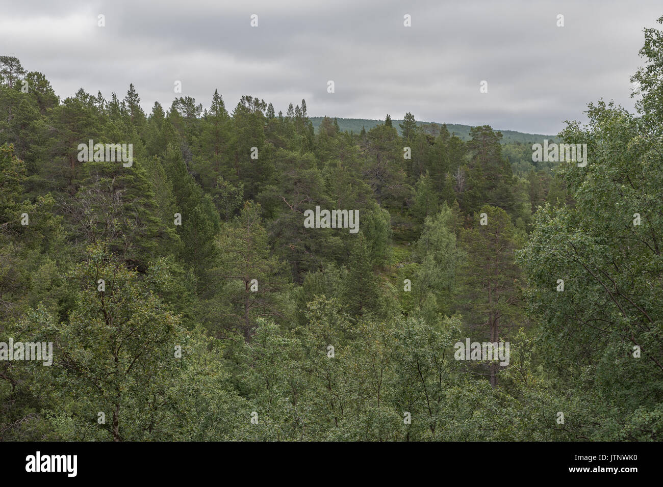 Muchos árboles de pie juntos en el bosque Foto de stock