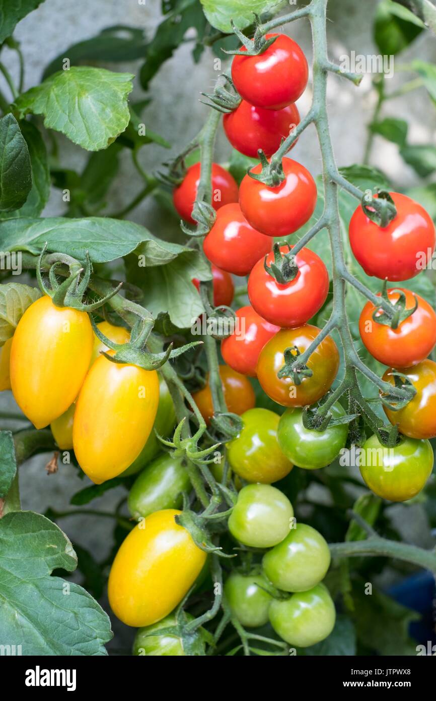 Tomate, Solanum lycopersicum 'Suncherry sonrisa' y 'Rubor Tigre'. Foto de stock