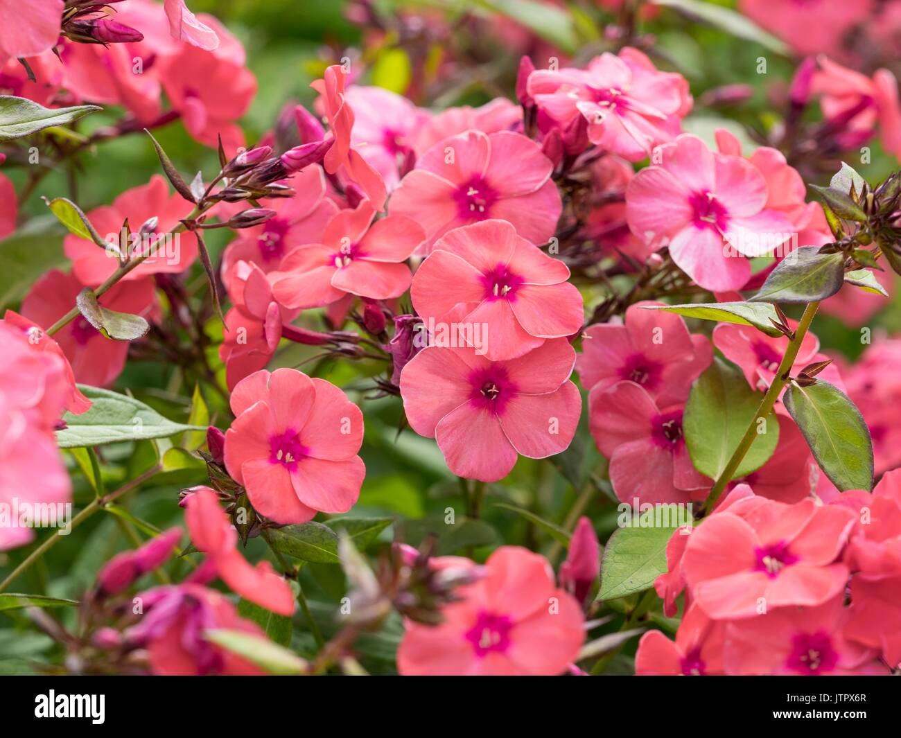 Phlox, Guillermo de Orange Foto de stock